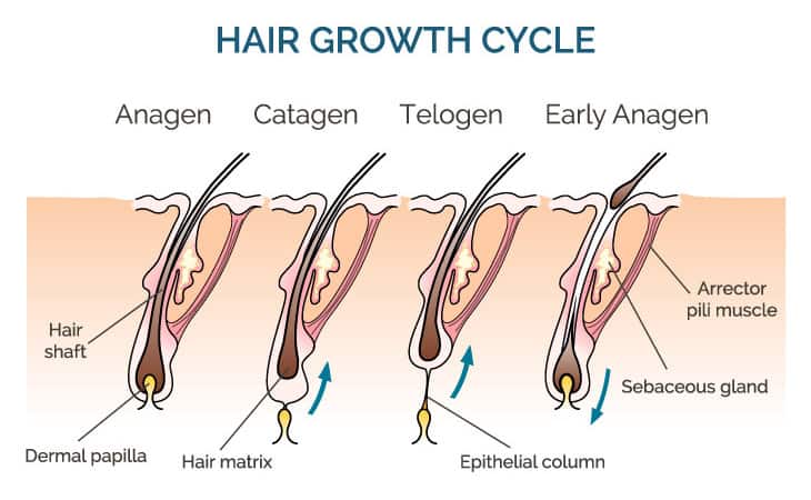 Micro-needling Roller,beard Growth & Hair Regrowth,anti Hair Loss Treatment  Thinning Hair/Receding Hairline/Bald Spots,0.25mm : Amazon.ae: Beauty